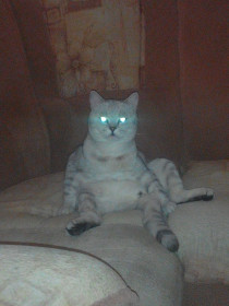 Чипс, 2,5 года. Хозяин дома.