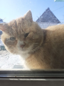 Кузя, 8 лет. Такой важный, что все окружающие зовут его Бургомистром.