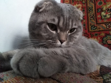 Кот Барсик, 1 год 7 мес., вес 6,5 кг. Очень преданный и ласковый, но на прогулке обижает маленьких собак. г. Шимановск