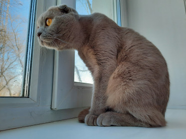 Семён, 1 год. Не любит одиночество. На фото наблюдает за птичками.