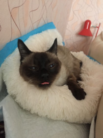 Марсик, 14 лет. Самый ласковый котик.