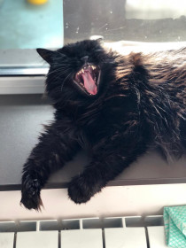 Бусинка, 3 года.  Обожает греться на солнышке у окошка.