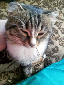 Кот по кличке Масяня. Подобран на улице, вылечен и обласкан.