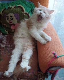 Агрессор Рыжик, 5 лет, 5 кг. Он очень любит спать и кусать своих хозяев. г. Благовещенск