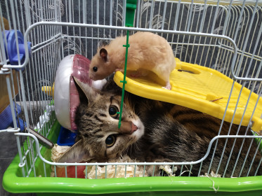 Кот Морти (1 год) и его друг Пинки. Морти очень любопытный, часто заходит в гости к другу, а еще проверяет, что же купили хозяева.