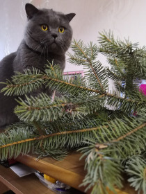 Босик, 2 года. Любознательный кот. с. Белогорье