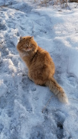 Рыжик, 5 лет, 6,3 кг. Кошачий сердцеед. с. Малиновка, Бурейский район.