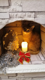 Чипа, Чипупелла, 2 года, 2,3 кг, любительница фотографироваться. П. Новобурейский, Бурейский район.