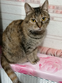 Пенсия, 3 года, 3,1 кг, родилась 2 марта, в день получения первой пенсии, в честь этого события и названа.