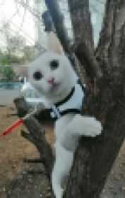 Кошечка Сильва, 3 года!