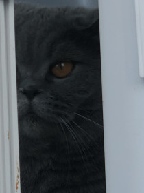 Эшли , 7 лет, всегда следит за всеми тихо и не заметно