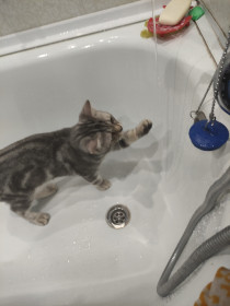 Кот Боник/ 6 месяцев, 3 кг любит спать , играть с мячиком и купаться!!!