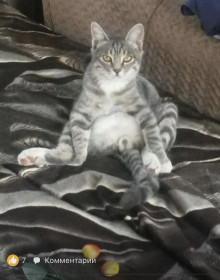 Мурзик. 6 лет. Смотрит на тебя, как на добычу)))Злой как собака...