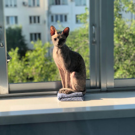 СИА, 3 года, умеет разговаривать