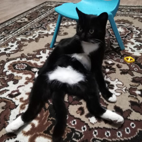 Котик Левушка. Вес Левы 3,5 кг, наш друг семьи!