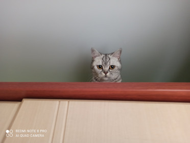 Бонечке всего 2,6 года, но она уже успела покорить все "вершины" дома)))