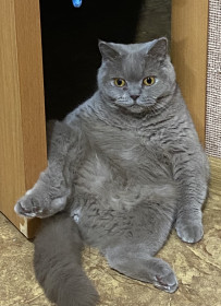 Злюка Тайсон, 4 года. Любит пылесос и кусаться)