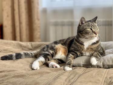 Вилсон, 10 лет. Кот-веган. г. Благовещенск