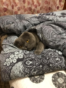 Марсель предвкушает весну , но за окном снег. Надо полежать и переждать, ведь тепло уже под носом.