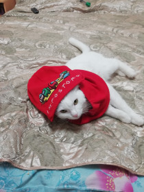 Анфиса. 3 года. Питомец сына.