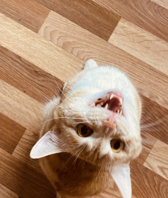 Фёдор, 4 года, 8 кг. Работает вместо будильника. г. Циолковский