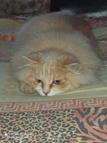 Персик обиделся. с. Костюковка, Амурская область.