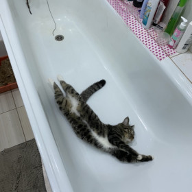 Тимофей Михайлович, 1,5 года. Кот, который совсем не любит нежностей, погладить его не удастся.