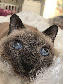 Анфиса. Любит ездить в машине