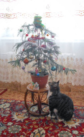 Самсон. Кот с любопытством встречает свой семнадцатый Новый год.