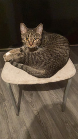 Бурбончик, 1 год, любит играться и кусаться)