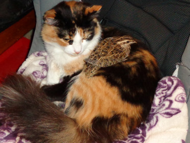 Люся ,3 года, 4 кг, Сочи