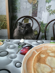 Кот Кузя. В простонародье Морда. Возраст 3 года, весит всего-то 7500.