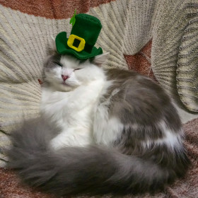 Пуша, 1 год, Сочи