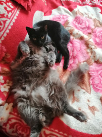 Сладкая парочка из Благовещенска. Кошка Милка 3 года и кот Кузьма 3 года.