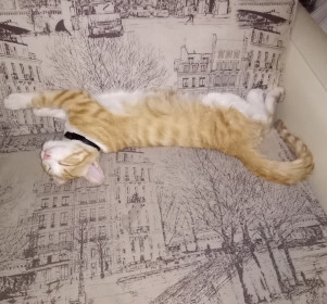 Ким, 1,5 год, игривый, любит ласку, масаж и спать, он очень любопытный.