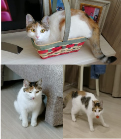 Амурская кошка, Симона. 2 года.