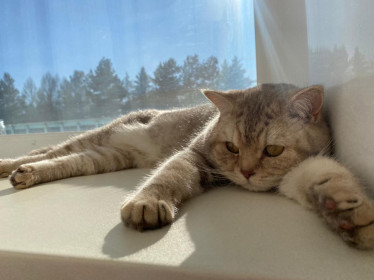 Смоки. 1 год 6 месяцев. 4,3 кг.