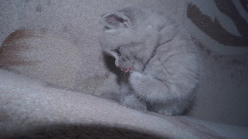 Буакав. Любим играть и спать