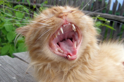 Василий, 6 лет. Первый парень на деревне.