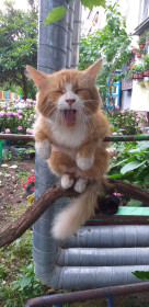 Рыжунчик, 5 лет. Милашка любит посидеть на виноградной лозе у подъезда.