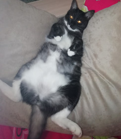 Оствинд. Дочь очень хотела породистого кота, долго выбирала породу. Но я предложила взять бездомное животное...