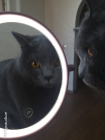 Персик, 2 года. Серьезный кот. г. Благовещенск