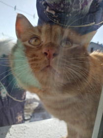 Макс, но можно Жулик:-) Точно знает на слух, когда чистят картошку, готов ее есть в любом виде. Любовь к ней с первого укуса. с. Садовое (бывшая Сельхозхимия), г. Благовещенск