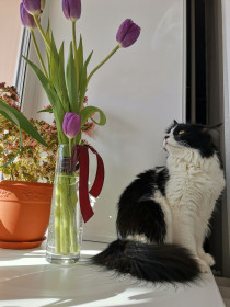 Стив,  1,5 года, вес 4,5 кг. Наш милый грызун.