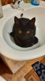 Кот Маффин, 6 мес. Любит спать в раковине.  г. Благовещенск