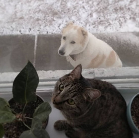 Кот Барсик, 4 года. Не пускает в дом чужих, шипит при встрече. г. Благовещенск, Амурская область