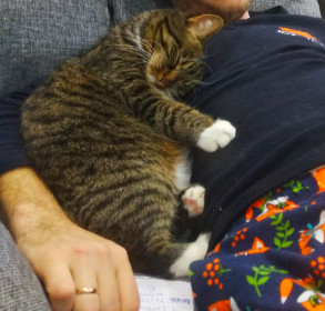 МуркаБрун'ка, 7 лет, вес 5 кг. Очень умная и хитрая. г. Благовещенск