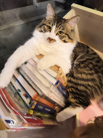 Степа, 2 года. г. Шимановск