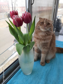 Я вам принёс весну: Сеня, 2 года. Шотландский вислоухий красавец, празднующий свой день рождения 17 марта. г. Благовещенск