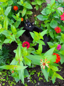 Уголёк, 2 года, 6 кг. с. Чигири